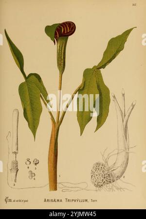 Die Illustration zeigt die Pflanze Arisaema triphyllum, allgemein bekannt als Jack-in-the-Kanzel. Sie zeigt die markante Struktur der Pflanze, einschließlich ihrer markanten Kapuzenblume, die einer Kanzel ähnelt. Der blühende Teil, der mit einer markanten kastanienbraunen und grünen Färbung gekennzeichnet ist, erhebt sich über drei breite, glänzende Blätter, die sich elegant ausbreiten. Auf der linken Seite zeigt ein detailliertes Diagramm die Anatomie der Blume, einschließlich Spadix und Spathie, mit nummerierten Beschriftungen, die die wichtigsten Merkmale anzeigen. Unterhalb der Hauptpflanze bietet eine Illustration des Tuberuswurzelsystems einen Einblick in die unterirdische Pflanze Stockfoto