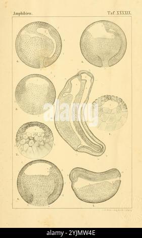 Die Illustration zeigt eine Reihe von komplizierten Diagrammen, die verschiedene Stadien und Formen von Amphibien darstellen, die methodisch über die Seite angeordnet sind. Jeder Abschnitt hebt verschiedene Strukturen hervor, einschließlich Eizellen und Larvenstadien, wobei die biologische Entwicklung von Amphibien betont wird. Das detaillierte Linearwork erfasst die Texturen und Formen dieser Formen und bietet eine klare Darstellung ihrer Anatomie in verschiedenen Entwicklungsstadien. Neben jeder Abbildung sind Etiketten integriert, die spezifische Merkmale zur weiteren Identifizierung und Untersuchung anzeigen. Diese visuelle Darstellung dient als Wertangabe Stockfoto