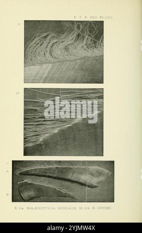 Das Bild zeigt drei detaillierte Abbildungen, die sich auf die Struktur von Bareen aus der Mündung eines Wals beziehen, insbesondere die Art Balenoptera borealis. Der erste Abschnitt (9) zeigt eine Nahaufnahme der Bareen und hebt ihre strukturierte, faserige Anordnung hervor. Der zweite Abschnitt (10) zeigt eine längere Perspektive auf die Bartenstränge, die ihre schlanken und empfindlichen Eigenschaften unterstreicht. Der letzte Abschnitt (11) scheint eine vergleichende Betrachtung zweier unterschiedlicher Arten von Bareen, gekennzeichnet mit A und B, zu zeigen, die wahrscheinlich Abweichungen in der Morphologie oder Struktur veranschaulichen. Diese Sammlung bietet Stockfoto