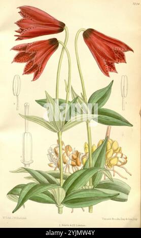 Eine wunderschön illustrierte Darstellung zweier auffälliger roter Blumen mit einzigartigen gepunkteten Blüten, elegant auf schmalen grünen Stielen angeordnet. Die Blumen, die denen der Fritillaria-Gattung ähneln, stehen stolz inmitten üppiger grüner Blätter. Im Hintergrund sind zarte botanische Details zu sehen, darunter kleinere Blumenelemente und zusätzliches Laub, die die komplizierte Schönheit der Pflanze verdeutlichen. Die Präsentation hebt sowohl die lebhafte Blütenfärbung als auch die detaillierte Struktur der umliegenden botanischen Komponenten hervor und unterstreicht die Harmonie des Designs der Natur. Stockfoto