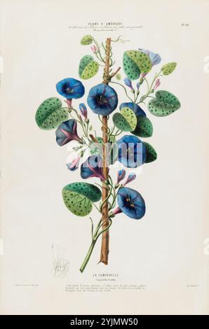 Eine detailreiche Illustration zeigt einen hohen Stiel mit leuchtenden blauen und violetten Blumen, bekannt als campanella, die jeweils eine einzigartige Glockenform aufweisen. Die üppig grünen Blätter, die den Stiel umgeben, haben eine markante Verehrung und eine Mischung aus runden und herzförmigen Formen, die ein Gefühl von Vielfalt und Reichtum an Textur wecken. Kleinere Knospen sind nach oben hin gruppiert, was auf das Blütepotenzial der Pflanze hindeutet. Diese botanische Darstellung unterstreicht die Eleganz und Komplexität natürlicher Formen und betont sowohl die ästhetische Schönheit der Flora als auch ihre komplexe ökologische Rolle Stockfoto