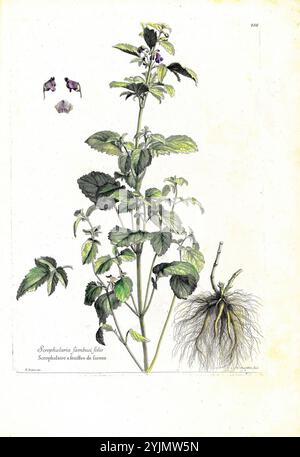 Diese Abbildung zeigt eine detaillierte botanische Studie einer Pflanze, die für ihre medizinischen Eigenschaften bekannt ist. Die zentrale Pflanze ist mit üppig grünen Blättern dargestellt, die ihre gezackten Kanten und markanten Adern zeigen. Oben sind zwei kleine Blüten abgebildet, die auf die Fortpflanzungseigenschaften der Pflanze hinweisen, während die Wurzeln an der Basis deutlich sichtbar sind, was die Verbindung der Pflanze mit dem Boden unterstreicht. Auf dem Etikett wird die Pflanze als „Sargophytum gambosum“ gekennzeichnet, was wahrscheinlich auf ihre Verwendung oder ihren Ursprung in der pflanzlichen Medizin hindeutet. Um die Anlage herum befinden sich Anmerkungen, die zusätzliche Informationen enthalten Stockfoto