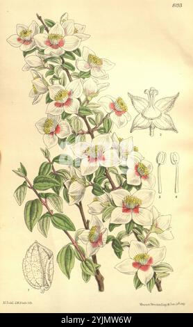 Eine lebendige botanische Illustration mit einem Zweig blühender Pflanze, verziert mit zarten Blüten, die komplizierte Details in ihren Blütenblättern aufweisen. Jede Blüte zeigt eine Kombination aus sanften weiß- und dezenten Rosa-Tönen, mit auffälligen gelben Staubblättern in der Mitte. Üppig grüne Blätter umgeben die Blumen und bilden einen reichen Kontrast, der die natürliche Eleganz der Pflanze darstellt. Die Hauptabbildung wird durch kleinere, detaillierte Zeichnungen ergänzt, die verschiedene Aspekte der Pflanzenanatomie hervorheben, einschließlich einer Blumenstruktur und einer Blattdarstellung, die einen umfassenden Blick auf die botanischen Merkmale der Pflanze bietet Stockfoto