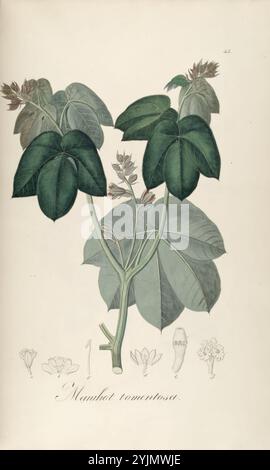 Eine detaillierte botanische Illustration der Pflanzenart Manihot ramosa. Im Mittelpunkt steht ein Blattzweig mit großen, gelappten grünen Blättern, die ihre markante Textur und markante Adern zeigen. Um die Hauptpflanze herum befinden sich kleinere Illustrationen, die verschiedene Stufen der Blüten und Früchte der Pflanze darstellen und deren botanische Eigenschaften hervorheben. Die komplizierten Details betonen die Merkmale der Anlage und tragen zum Verständnis ihrer Struktur und Form bei. Die Illustration wird von einem Etikett begleitet, das die Arten identifiziert und wertvolle Informationen für botanische Studien bietet Stockfoto