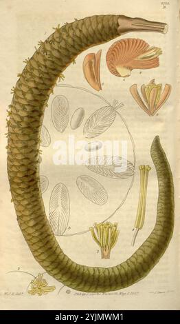 Die Abbildung zeigt eine detaillierte botanische Studie, in der die verschiedenen Komponenten einer Anlage dargestellt werden. Hervorzuheben ist ein langer, gekrümmter, mit Schuppen bedeckter Stamm, der auf eine einzigartige Pflanzenart hinweist. Um den Stamm herum befinden sich mehrere markierte Teile, darunter Blätter und florale Elemente, die die komplizierten Details der Fortpflanzungsstrukturen der Pflanze darstellen. Die Anordnung hebt die Vielfalt der Formen und Texturen im Laub und in den Blüten hervor und gibt einen Einblick in die biologischen Eigenschaften der Pflanze. Jeder nummerierte Abschnitt verweist auf bestimmte Features, was die Genauigkeit veranschaulicht Stockfoto