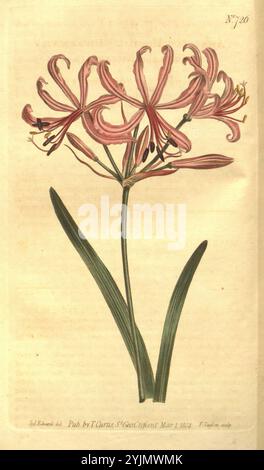 Eine wunderschön detaillierte Illustration einer blühenden Pflanze mit eleganten Blütenblättern in sanften Rosa-Tönen, die mit auffälligen dunkelroten Streifen verziert sind. Die komplizierte Anordnung der Blume zeigt mehrere lange Blüten, die anmutig an der Spitze eines schlanken Stängels stehen. Unterhalb der Blüten erstrecken sich lange, schmale Blätter nach außen, was das anmutige Aussehen der Pflanze unterstreicht. Diese Komposition unterstreicht die natürliche Schönheit und die zarte Struktur der Blume und unterstreicht ihre botanische Bedeutung. Oben ist eine subtile numerische Bezeichnung zu sehen, die die Katalogisierung in einer Sammlung anzeigt Stockfoto