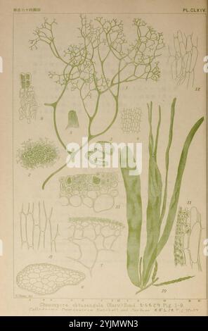 Eine botanische Illustration, die verschiedene Stadien und Strukturen der Pflanzenart Chinosporus obtusangul (Harvey) zeigt. Die Zusammensetzung umfasst komplizierte Details von verzweigten Filamenten, Fortpflanzungsstrukturen und zellulären Anordnungen. Zu den herausragenden Merkmalen gehören eine detaillierte Darstellung der Fronden der Pflanze und eine Reihe von beschrifteten Diagrammen, die wichtige anatomische Komponenten wie Sporenkapseln und Zellstrukturen identifizieren. Die Anordnung unterstreicht die Komplexität der Morphologie des Organismus und betont die Vielfalt der Formen und Funktionen innerhalb seines Lebenszyklus. Stockfoto