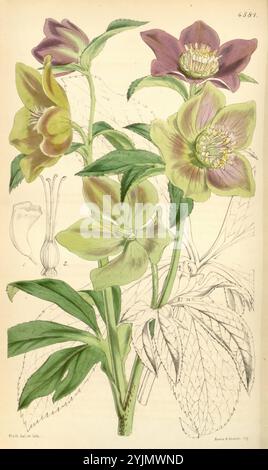 Eine detaillierte botanische Illustration zeigt eine Gruppe von Hellebores, die sich durch ihre verschiedenen Blütenblattfarben auszeichnen, die von tiefviolett bis zu sanften grünlichen Tönen reichen. Die Blumen sind in voller Blüte dargestellt, mit komplizierten Details, die die Textur und Muster ihrer Oberflächen hervorheben. Stabile Stiele unterstützen die Blüten, umgeben von üppigen, zerklüfteten Blättern, die die Gesamtkomposition verbessern. Empfindliche anatomische Merkmale, wie die mit Pollen beladenen Staubblätter und die Struktur der Sepalen, werden künstlerisch dargestellt und bieten einen umfassenden Blick auf diese exquisite Pflanze. Der Hintergrund ist schwach Stockfoto