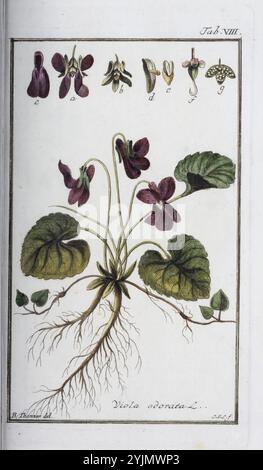 Die Illustration zeigt die Pflanze Viola odorata, allgemein bekannt als süßes Violett. Sie zeigt die einzigartige Struktur der Pflanze, einschließlich ihrer üppig grünen Blätter und zarten violetten Blüten. Oberhalb der Hauptabbildung zeigt eine Reihe kleinerer Darstellungen verschiedene botanische Aspekte des süßen Veilchens, einschließlich Blumen, Blätter und Fortpflanzungsteile. Die Wurzeln sind ebenfalls sichtbar, was die Grundstruktur der Anlage veranschaulicht. Diese detaillierte Darstellung unterstreicht sowohl die Schönheit als auch die Komplexität der Viola odorata und hebt ihre Eigenschaften auf wissenschaftliche Weise hervor Stockfoto