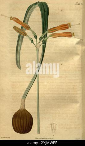 Eine botanische Illustration mit einer blühenden Pflanze mit einer bauchigen Basis. Der schlanke Stamm der Pflanze zeigt lange, schmale Blätter, die sich anmutig nach oben krümmen. An der Spitze des Stängels erscheinen mehrere lange Blütenknospen, die leuchtende orange Blütenblätter mit gelben Spitzen und zarten grünlichen Staubblättern zeigen. Der Hintergrund ist weich strukturiert, wodurch der Fokus auf die komplizierten Details der Pflanze, einschließlich ihrer Knolle und der Anordnung der Blätter und Blüten, verstärkt wird. Ein begleitendes Etikett oder eine Anmerkung kennzeichnet die Art und spiegelt die akribische Untersuchung wider, die für die botanische Kunst charakteristisch ist Stockfoto