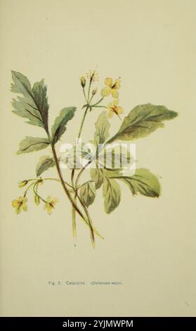 Die Abbildung zeigt eine botanische Studie der Pflanze, die als Cellandine (Chelidonium majus) bekannt ist. Die Komposition besteht aus einer Gruppe von leuchtend grünen Blättern mit einem leicht gezackten Rand, begleitet von zarten gelben Blüten. Die Blätter sind so angeordnet, dass sie ihre gelappte Struktur zeigen, während die Blumen mit mehreren Blütenblättern und kleinen, knospenden Stielen dargestellt sind. Die detaillierte Darstellung hebt die natürlichen Merkmale der Pflanze hervor, einschließlich der Textur der Blätter und der komplizierten Gestaltung der Blüten, wodurch dieses Heilkraut klar dargestellt wird. Unter der Abbildung ist der Stockfoto