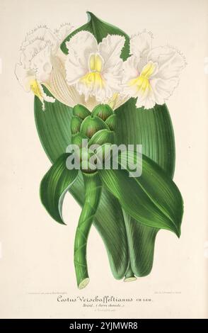 Die Darstellung zeigt eine lebendige botanische Illustration einer Cattleya, einer Orchideenart, die für ihre auffälligen Blüten bekannt ist. Das Kunstwerk zeigt die großen, gerafften weißen Blüten mit zarten gelben Akzenten in der Mitte, die von üppig grünen Blättern wunderschön kontrastiert werden. Die Komposition hebt die komplizierten Details der Blütenblätter und die einzigartige Struktur der Pflanze hervor. Unterhalb der Blumenanordnung ist der wissenschaftliche Name „Cactus Verdebaffettianus“ elegant eingeschrieben, der das botanische Erbe dieser Art unterstreicht. Die Gesamtpräsentation ist sowohl ästhetisch ansprechend als auch informativ Stockfoto