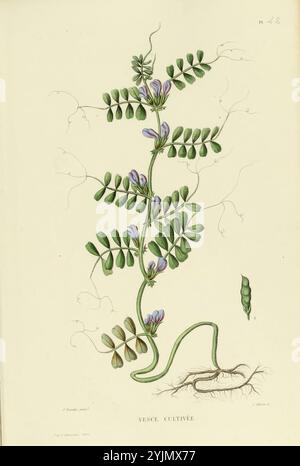 Diese Illustration zeigt eine detaillierte botanische Darstellung einer kultivierten Wickchenpflanze mit ihren zarten grünen Blättern und violetten Blüten. Die rebenartige Struktur ist nach oben kletternd dargestellt, wobei sich die Ranken anmutig vom Hauptstamm erstrecken. Unterhalb der Blüten ist eine Schote sichtbar, die das Vorhandensein von Samen anzeigt. Die Wurzeln der Pflanze werden ebenfalls veranschaulicht und verankern sie am Boden, während das Gesamtdesign die komplexen Beziehungen zwischen den Blättern, Blüten und Fortpflanzungselementen der Wicke betont, was ihre Bedeutung für Landwirtschaft und Ökologie unterstreicht. Die Stockfoto