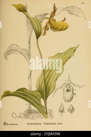 Die Illustration zeigt eine detaillierte botanische Studie der Cypripedium pubescens, allgemein bekannt als die gelbe Damenschuh-Orchidee. Eine markante Blütenknospe ist auf einem schlanken Stiel abgebildet, der seine einzigartige Beutelform und die gewellte Blütenstruktur zeigt. Zwei breite, venenförmige Blätter ragen anmutig von der Basis aus und bieten einen stützenden Hintergrund. Unter der Hauptblume zeigen kleinere Abbildungen die besonderen Blütenmerkmale und Wachstumsmuster der Pflanze und zeigen eine sorgfältige Untersuchung ihrer Morphologie. Anmerkungen zeigen verschiedene Teile der Pflanze an, was einen wissenschaftlichen Ansatz widerspiegelt Stockfoto