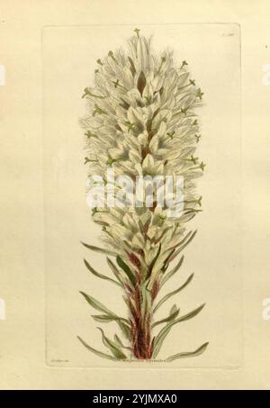 Dieses Kunstwerk zeigt eine eindrucksvolle botanische Illustration einer blühenden Pflanze mit einem langen Stachel, der dicht mit zarten, weißen Blüten gefüllt ist. Jede Blume ist detailreich und zeigt ihre Blütenblätter und subtile Grüntöne an der Basis. Die Pflanze wird von glatten, lang gestreckten Blättern gestützt, die aus der Basis herausragen und einen üppigen Kontrast zur Blumenanordnung bilden. Die Gesamtkomposition betont die Eleganz und Komplexität der natürlichen Form und hebt sowohl die Schönheit als auch die Komplexität des botanischen Lebens hervor Stockfoto