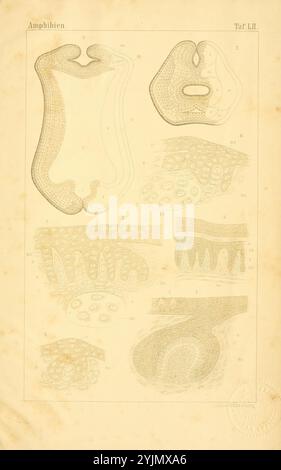 Die Abbildung zeigt eine Reihe detaillierter wissenschaftlicher Zeichnungen zu Amphibien, die verschiedene anatomische Strukturen zeigen. Der obere Abschnitt zeigt zwei unterschiedliche Formen, die wahrscheinlich unterschiedliche Organsysteme oder äußere Merkmale darstellen. Im Folgenden zeigen mehrere Abschnitte komplizierte Muster und Texturen, die möglicherweise Haut- oder Schleimhautschichten darstellen. Jede Zeichnung ist methodisch mit numerischen Beschriftungen versehen, was auf einen systematischen Ansatz zur Klassifizierung hindeutet. Die Gesamtkomposition betont die Komplexität und Vielfalt der amphibischen Anatomie und lädt zu weiteren Studien und Untersuchungen ein Stockfoto