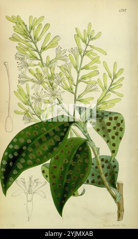 Die Abbildung zeigt eine detaillierte botanische Studie einer tropischen Pflanze, die ihre elegante Struktur und ihre einzigartigen Eigenschaften zeigt. Im Zentrum der Komposition stehen längliche grüne Blätter mit ausgeprägten dunklen Flecken, die einen auffälligen Kontrast zu ihrem leuchtenden Farbton bilden. Die Blütenstände zeigen zarte Gruppen kleiner weißer Blüten, die durch schlanke grüne Stiele betont werden, die nach oben reichen. Der Hintergrund zeigt eine schwache Kontur einer Blume im Profil, was zum allgemeinen Verständnis der Anatomie der Pflanze beiträgt. Diese Komposition unterstreicht die komplizierte Schönheit der Natur und konzentriert sich auf Stockfoto
