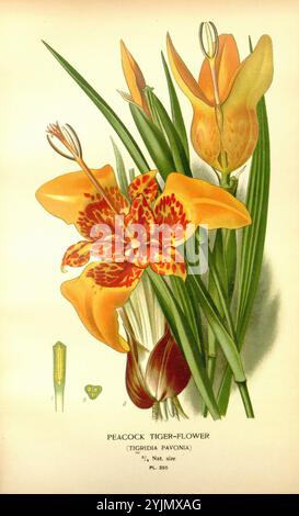 Die Bildunterschrift zeigt eine lebendige Illustration der Pfauentigerblume (Tigridia pavonia) mit ihren auffälligen gelben Blütenblättern, die mit komplizierten roten Markierungen verziert sind. Das Kunstwerk hebt die einzigartige Struktur der Blume hervor, einschließlich der langen Staubblätter und des üppigen grünen Laubs, das die Blüten umrahmt. Begleitet von den Blumen ist eine detaillierte Darstellung der Knospen und Blätter der Pflanze, die die natürliche Schönheit und Komplexität dieser tropischen Art unterstreicht, die oft für ihre dekorative Anziehungskraft in Gärten gefeiert wird. Die Komposition fängt das Wesen dieser auffälligen Pflanze ein und lädt zu Bewunderung ein Stockfoto