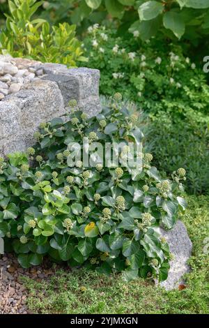 Strauch-Efeu, Hedera hibernica Arbori Compact, Bush Evy Stockfoto