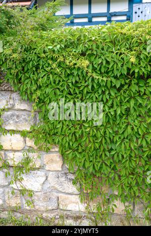 Selbstklimmender Wein, Parthenocissus quinquefolia var. Engelmannii, selbstkletternde Weinrebe Stockfoto