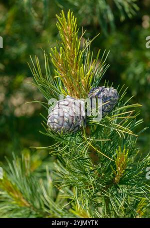 Zirbel-Kiefer, Pinus cembra, Zirbelkiefer Stockfoto
