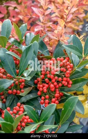 Skimmie, Skimmia japonica Pabella, Skimmia Stockfoto