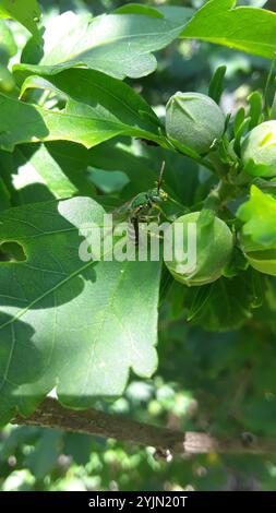 Gestreifte Honigschwanzbiene (Agapostemon melliventris) Stockfoto