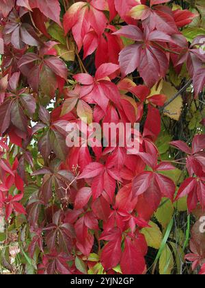 Parthenocissus quinquefolia engelmannii Stockfoto