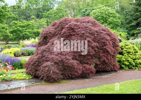 Fächer-Ahorn, Acer palmatum Garnet, japanischer Ahorn Stockfoto