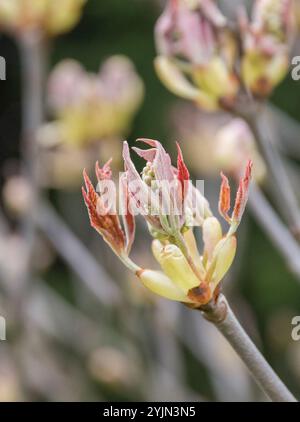 Rosskastanie, Aesculus x mutabilis Induta, Pferdekastanie Stockfoto