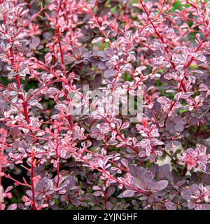 Berberitze, Berberis thunbergii Harlequin, Berberitze Stockfoto