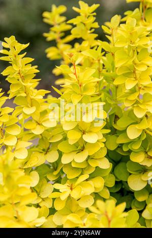 Gelbe Berberitze, Berberis thunbergii Maria, gelbe Berberitze Stockfoto