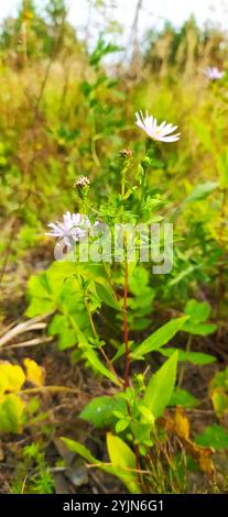 Michaelmas-Gänseblümchen (Symphyotrichum x salignum) Stockfoto