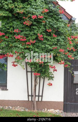 Amerikanische Trompetenwinde, Campsis Radicans Flamenco, amerikanische Trompetenwinde Stockfoto