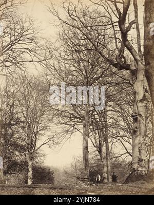 William Bambridge, Britisch, 1819–1879, Queen Adelaide's Beech, 1864, Albumendruck, Bild, Blatt: 29 x 23,3 cm (11 7, 16 x 9 3, 16 Zoll), Halterung: 56,8 x 42,9 cm (22 3, 8 x 16 7, 8 Zoll), Earl of Caithness, Britisch, 1821 - 1881 Stockfoto