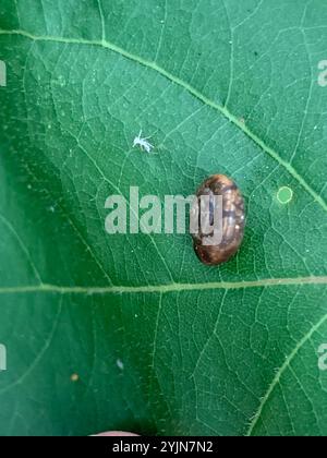 Erdbeerschnecke (Trochulus striolatus) Stockfoto