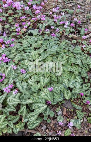 Efeublättriges Alpenveilchen, Cyclamen hederifolium, Efeublättriges Alpenveilchen Stockfoto