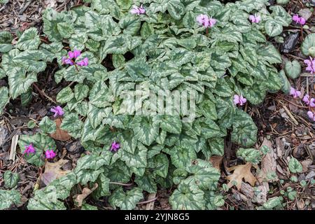 Efeublättriges Alpenveilchen, Cyclamen hederifolium, Efeublättriges Alpenveilchen Stockfoto