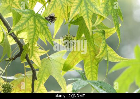 Amerikanischer Amberbaum, Liquidambar styraciflua, amerikanischer Süßigkeitenbaum Stockfoto