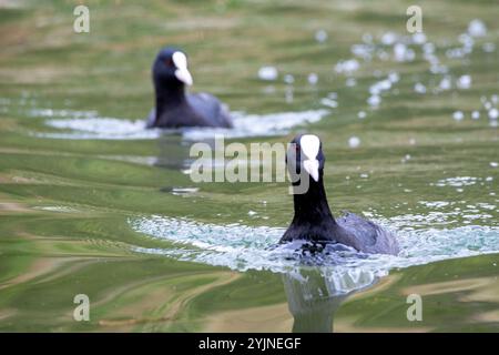 Wasservögel schwimmen auf einem See Stockfoto