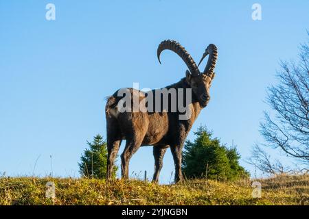 Nahaufnahme eines majestätischen Steinbocks in Creux-du-Van, der die Schönheit der alpinen Tierwelt in ihrem natürlichen Lebensraum einfängt Stockfoto