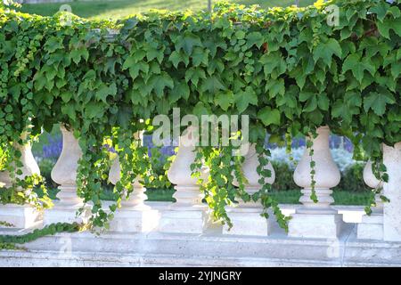 Wilder Wein, Parthenocissus tricuspidata Veitchii, Virginia Creeper Stockfoto