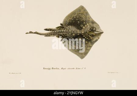 Wright, Wilhelm von, Arbeitsname: Nailfish, weiblich, Lithograph, Grafik, Blattbreite 29,9 cm, Blatthöhe 24,6 cm, Wilhelm von Wright 1810 – 1887, Schwedisch-finnischer Maler und Amateur-Naturforscher Stockfoto