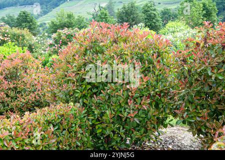 Glanzmispel, Photinia x fraseri Red Robin, Loquat Stockfoto