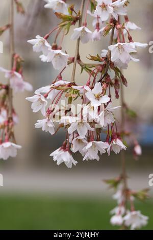 Hänge-Yoshino-Kirsche, Prunus x yedoensis Ivensii, weinende Yoshino-Kirsche Stockfoto