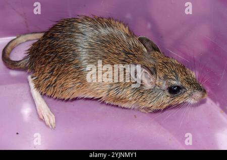 Bushveld-Gerbil (Gerbilliscus leucogaster) Stockfoto