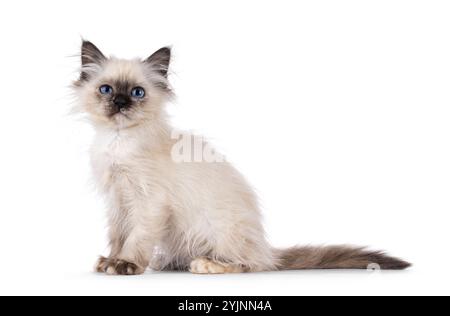 Entzückendes heiliges Birman Katzenkätzchen, mit lustigem, aus dem Bett sitzendem Look. Blick direkt auf die Kamera. Isoliert auf weißem Hintergrund. Stockfoto