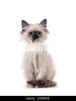 Entzückendes heiliges Birman Katzenkätzchen, mit lustigem, aus dem Bett gezogenem Look, mit Blick nach vorne. Blick direkt auf die Kamera. Isoliert auf weißem Hintergrund. Stockfoto