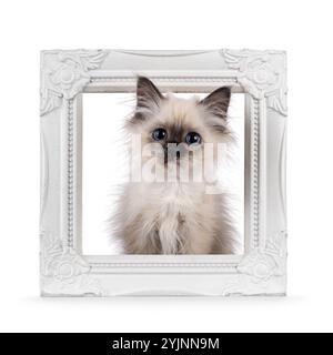 Entzückendes heiliges Birman Katzenkätzchen, mit lustigem, aus dem Bett gezogenem Look, sitzt durch einen weißen Bilderrahmen. Blick direkt auf die Kamera. Isoliert auf weißem Backgr Stockfoto