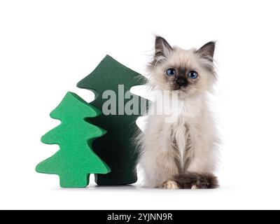 Entzückendes heiliges Birman Katzenkätzchen, mit lustigem Blick aus dem Bett, neben grünen Kartonbäumen. Blick direkt auf die Kamera. Isoliert auf weißem bac Stockfoto
